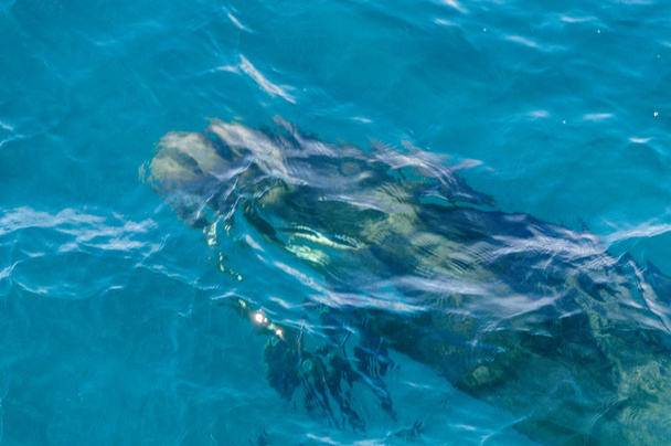 Long-Finned Pilot walvissen in de zuidelijke Atlantische Oceaan - Foto, afbeelding