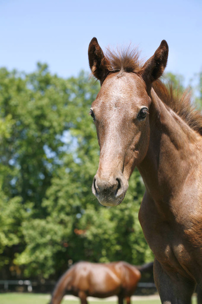 Головний знімок новонародженої чистокровної філе на красивому тваринному ранчо
 - Фото, зображення