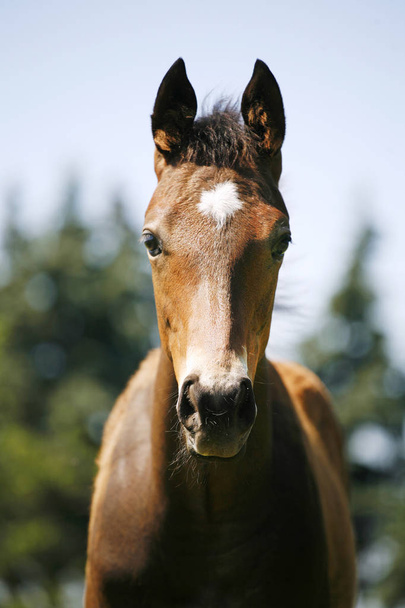 Head shot of a newborn thoroughbred filly at beautiful animal ranch - Photo, Image