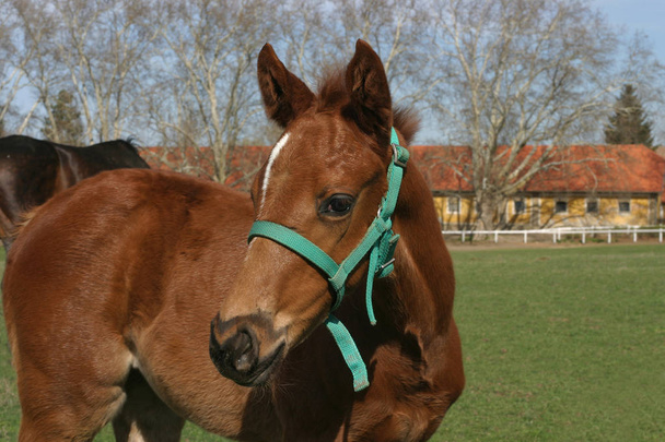 Primo piano di un giovane cavallo domestico su sfondo naturale all'aperto
 - Foto, immagini