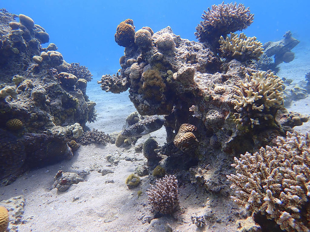 habitantes submarinos del arrecife de coral
 - Foto, imagen