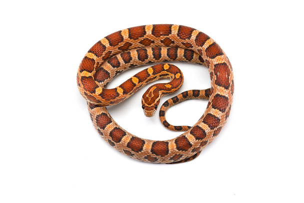 Кукурудзяна змія ізольована на білому тлі
 - Фото, зображення