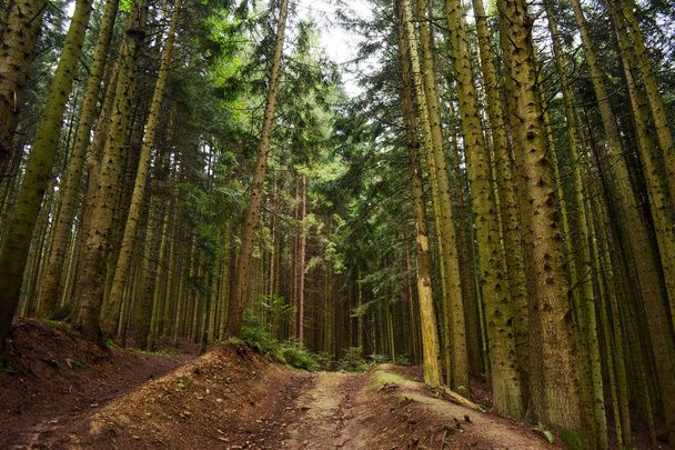 Толстый сосновый лес на склоне холма с видом на небо
 - Фото, изображение