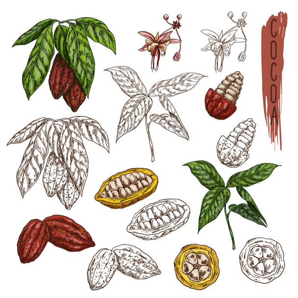 Schizzo di cacao o cacao, ramo di frutta al cioccolato
 - Vettoriali, immagini