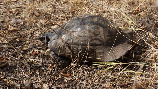 Zár megjelöl kilátás nyílik a Földközi-tenger vad teknős - Fotó, kép
