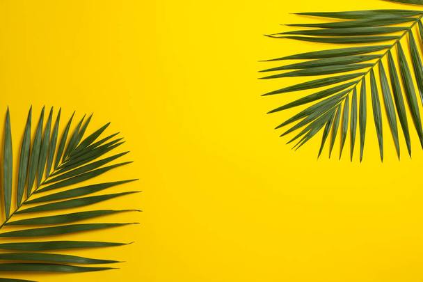 Beautiful tropical palm leaves on color background, space for te - Фото, изображение