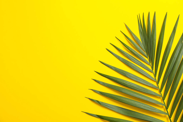 Hermosa hoja de palma tropical sobre fondo de color, espacio para texto
 - Foto, imagen