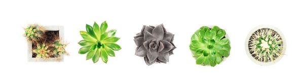 Succulents and cactus in a concrete pots on white background. Flat lay. Top view. - Foto, Imagem