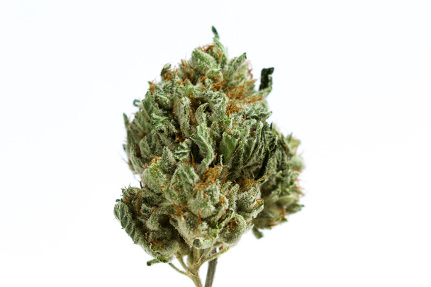 Cannabis-Knospe über Weiß - Foto, Bild