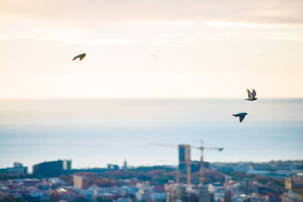 Birds in Barcelona, Spain. Barcelona is a city located in the east coast of Spain. - Photo, Image