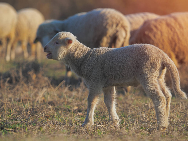 Petits agneaux mignons sur la prairie verte fraîche de printemps pendant le coucher du soleil
 - Photo, image