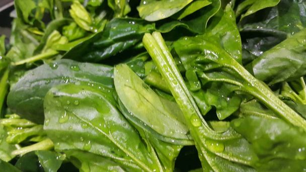 Крупним планом вид на пишне зелене листя овочів зі шпинату. Рослинний фон
. - Фото, зображення