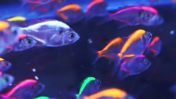 Tetra de néon desfocado (Paracheirodon innesi) no aquário
 - Filmagem, Vídeo