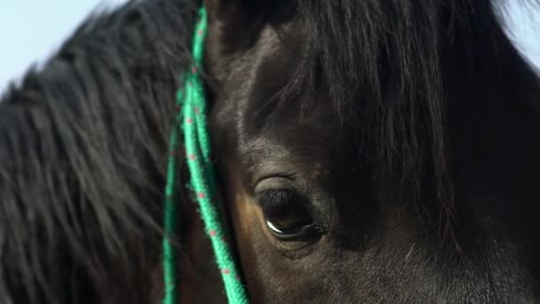 Pferdeauge Makro-Nahaufnahme - Filmmaterial, Video
