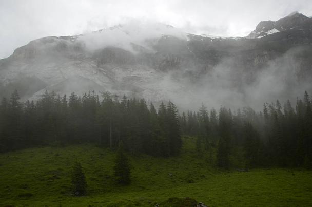 Niebla en el bosque de montaña
 - Foto, imagen
