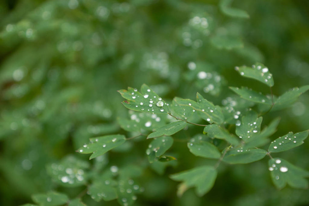 Folhagem verde com gotas de chuva
 - Foto, Imagem
