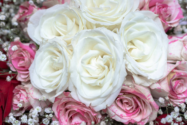 Kimppu valkoinen, punainen ja vaaleanpunainen täplikäs ruusuja, koristeltu Gypsophila
. - Valokuva, kuva
