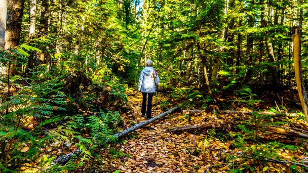 Vezető nő egy túraútvonal, hogy az északi szélén Dawson Falls Wells szürke tartományi Park Brit Columbia, Kanada a őszi szezon - Fotó, kép