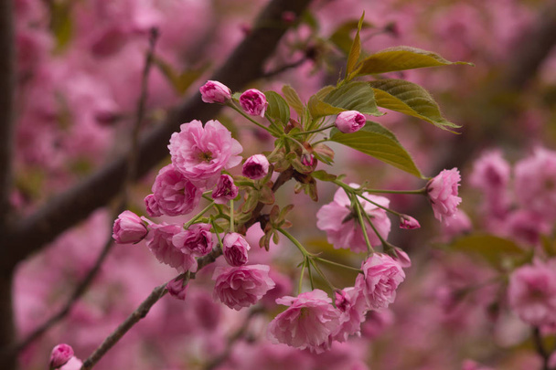 Beautiful cherry blossoms. Japan Obuse-machi, Nagano Prefecture. - Foto, imagen
