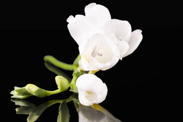 Квіти красивої білої фрезії ізольовані на чорному тлі
, - Фото, зображення