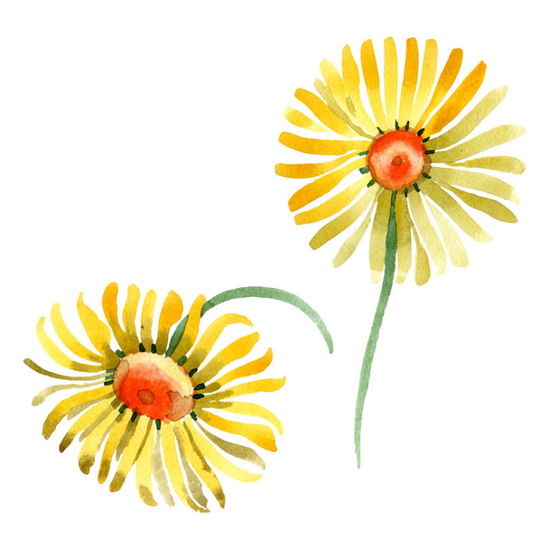 Żółty stokrotka kwiat kwiatowy botanicznych. Zestaw ilustracji tle akwarela. Element ilustracja na białym tle daisybushes. - Zdjęcie, obraz