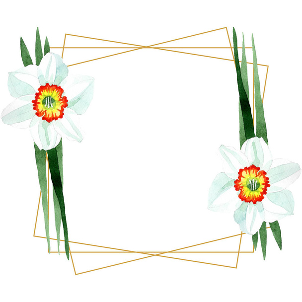 Floral βοτανικό λουλούδι λευκό νάρκισσος. Ακουαρέλα φόντο εικόνα σύνολο. Πλαίσιο συνόρων στολίδι τετράγωνο. - Φωτογραφία, εικόνα