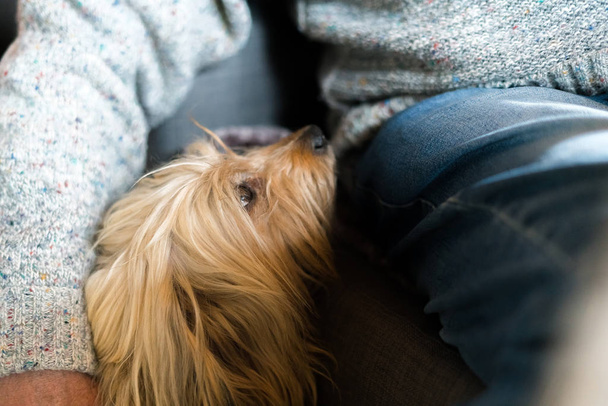 Ανώτερος Man χέρι τυλιγμένο γύρω από μακρύ μαλλί γενεαλογία σκυλί. Ξανθιά οικόσιτο σκυλί δίπλα στον ηλικιωμένο άντρα στο σπίτι σε εσωτερικούς χώρους, άνθρωπος φίλος - Φωτογραφία, εικόνα