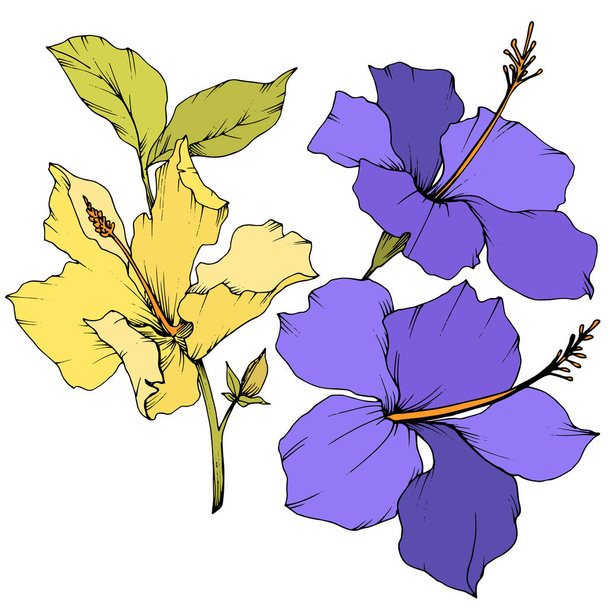 Vector Hibiscus floral botanical flower. Engraved ink art. Isolated hibiscus illustration element on white background. - Vektor, Bild