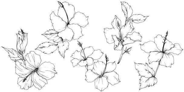 Vector Hibiscus floral botanical flower. Black and white engraved ink art. Isolated hibiscus illustration element. - Vettoriali, immagini