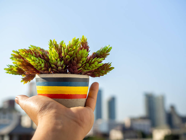 Hand holding colorful concrete pot with green plant - Photo, Image