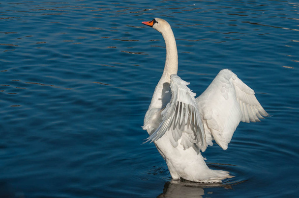 Белый лебедь машет крыльями на реке
 - Фото, изображение