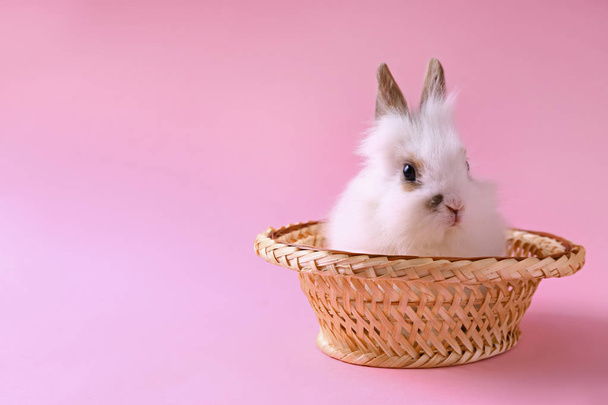 Cute fluffy rabbit in hat on color background - Фото, изображение