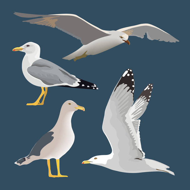 Set of 4 sea gulls. Hovering, soaring, standing, with folded wings, resting, curious. Flying mew. long neck, white feathers, - Vettoriali, immagini