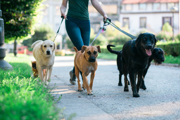 Promeneur de chien appréciant avec des chiens tout en marchant à l'extérieur
. - Photo, image