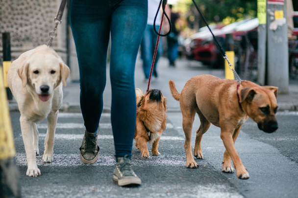 Dog walker crossing a street with dogs. - Photo, Image