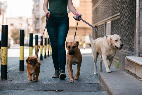 Promeneur de chien appréciant avec des chiens tout en marchant à l'extérieur
.  - Photo, image