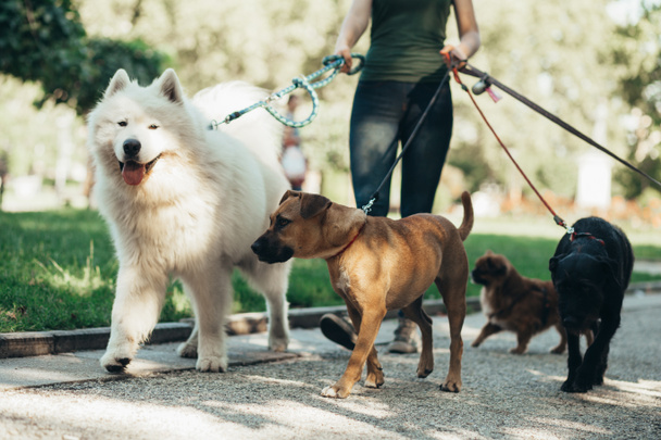 Açık havada yürürken köpeklerle eğlenen köpek gezdirici.  - Fotoğraf, Görsel