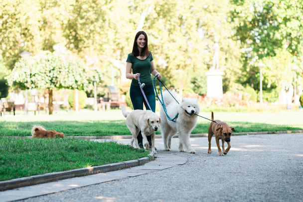 Paseador de perros con perros disfrutando en el parque
. - Foto, Imagen