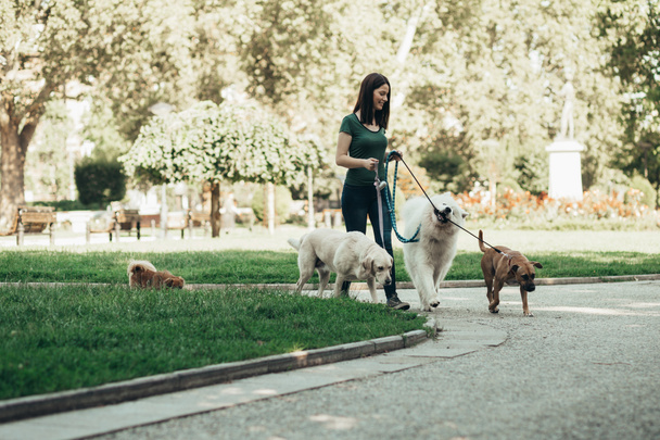 Paseador de perros disfrutando con perros mientras camina al aire libre
.  - Foto, Imagen