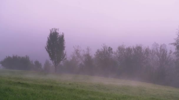 Nebel auf der Wiese am Morgen - Filmmaterial, Video