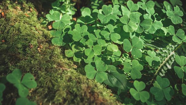 Three leaves shamrocks growing in the forest - Photo, Image