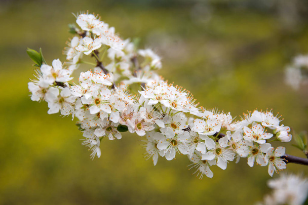Floração de ramos de amendoeira
 - Foto, Imagem