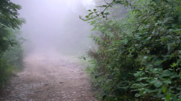 Ομίχλη πηγαίνει αργά στο δρόμο - Πλάνα, βίντεο