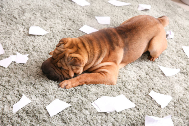 Ondeugende hond spelen met papier op verdieping thuis - Foto, afbeelding