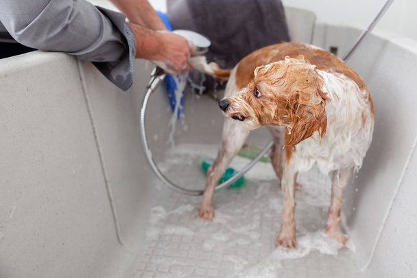 view of male hands bathing cute dog - Foto, Bild