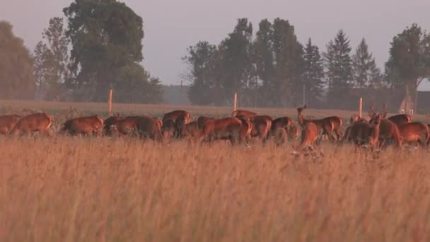 Manada de ciervos machos y hembras cultivados en cautiverio en pastos. Panorama. 4K
 - Metraje, vídeo
