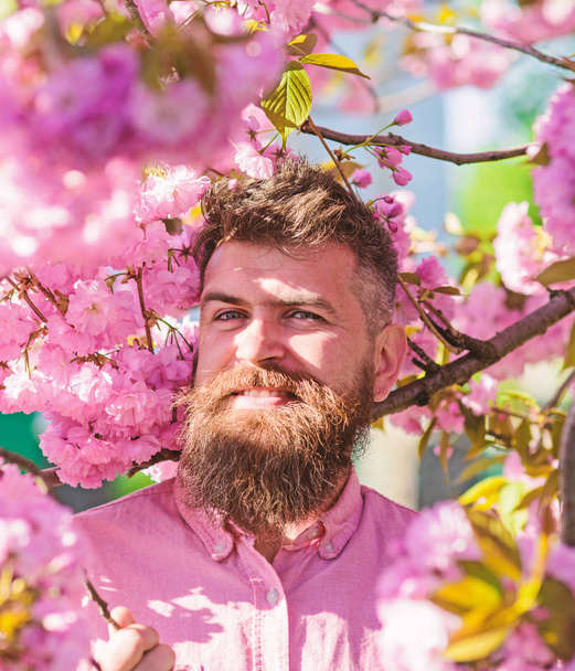 Hipster in pink shirt near branch of sakura. Man with beard and mustache on smiling face near flowers. Bearded man with stylish haircut with sakura flowers on background. Harmony with nature concept - Photo, image