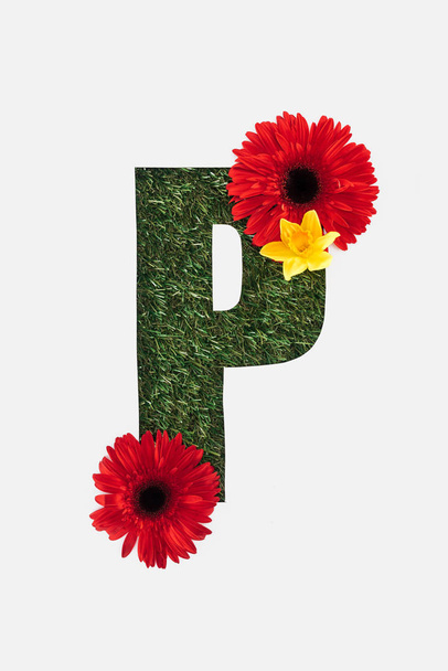 felülnézete kivágott P betű a zöld fű háttér piros Gerbera és elszigetelt fehér sárga nárcisz - Fotó, kép
