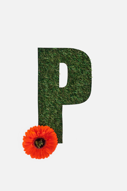 felülnézet vágott ki a P betű, a zöld fű piros gerbera elszigetelt fehér háttér - Fotó, kép