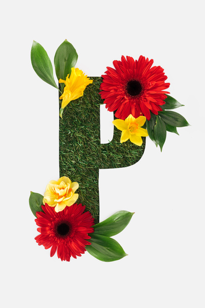 felülnézet vágott ki a P betű, a zöld fű háttér piros Gerbera, zöld levelek és elszigetelt fehér nárcisz - Fotó, kép
